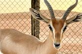 Al Sarmadi Desert Camp - Gazelle