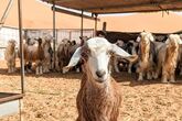 Al Sarmadi Desert Camp - Ziegenzucht