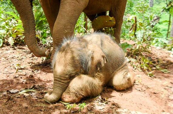 Elefantencamp Thailand - Babyelefant im Camp