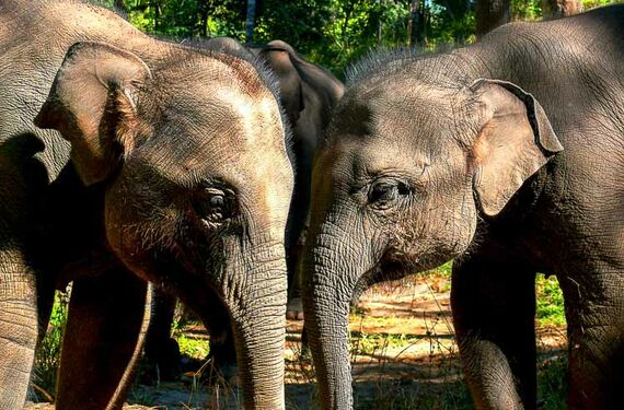 Elefantencamp Thailand - Elefanten im Camp