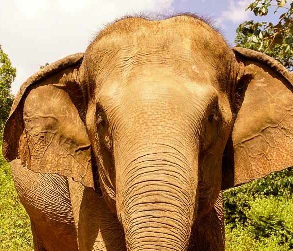 Elefantencamp Thailand - Elefant