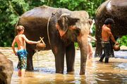 Elefanten baden
