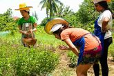 Baan Hongnual Cookery School Chiang Mai Teilnehmer im Kräutergarten