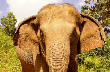 Elefantencamp Thailand - Elefant