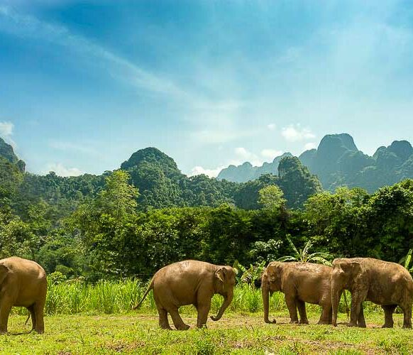 Elephant Hills Khao Sok Nationalpark Elefanten