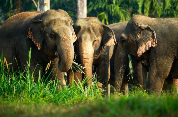 Elephant Hills Luxury Tented Camp - Khao Sok National Park - Elefanten hautnah erleben