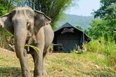 Elefantencamp Thailand - Elefant im Camp