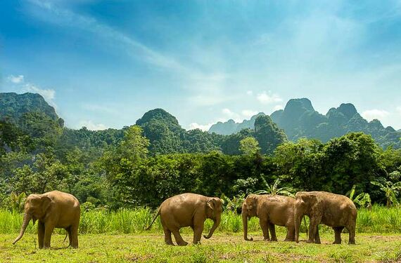 Elephant Hills Khao Sok Nationalpark Elefanten