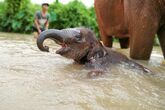 Elefantencamp Thailand - Auch Babyelefanten planschen gerne