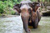 Elefantencamp Thailand - Elefant beim baden