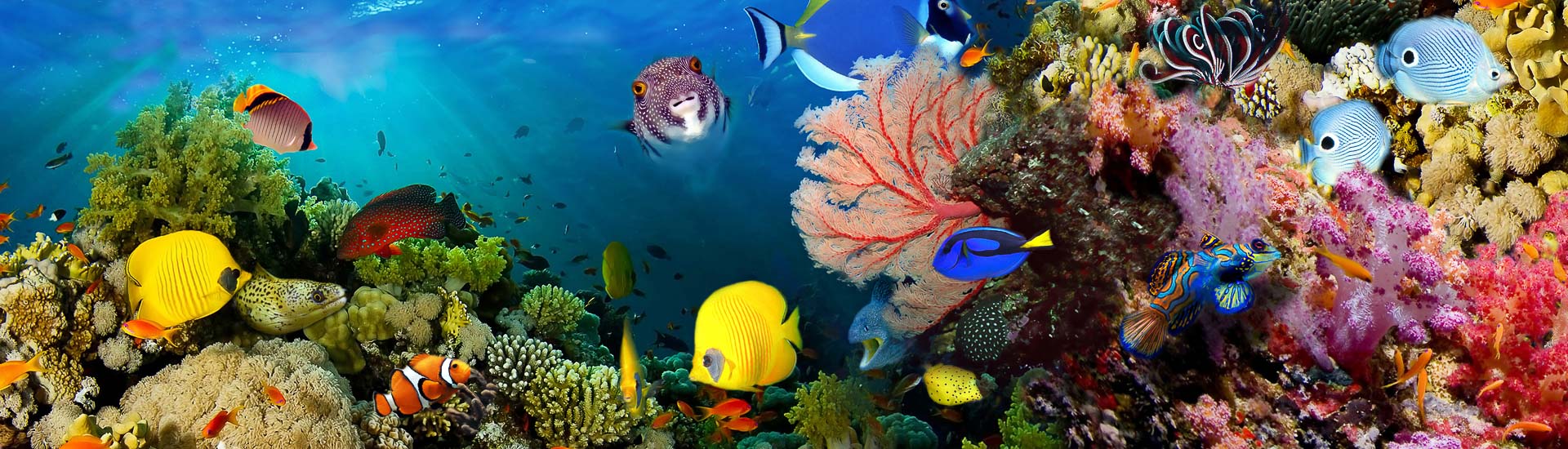 Schnorcheln und Tauchen mit der Familie